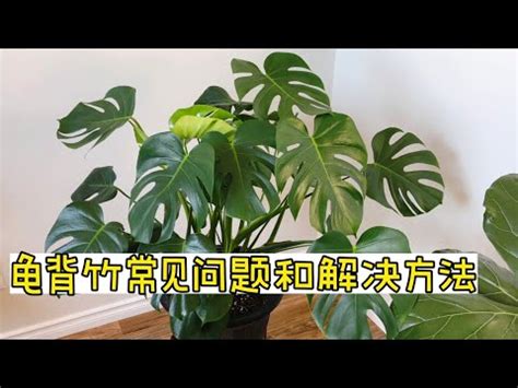 龜背芋 開花|龜背芋 (護理, 特徵, 象徵意義, 圖片, 有毒)